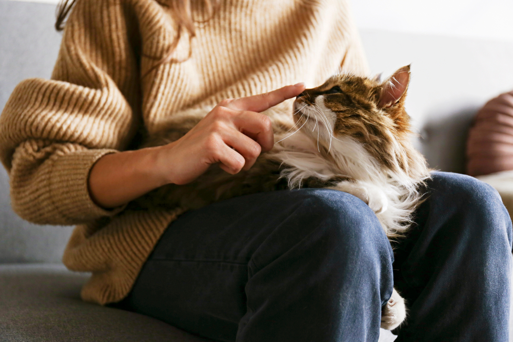 Portrait of cute domestic cat with green eyes lying with owner at home.