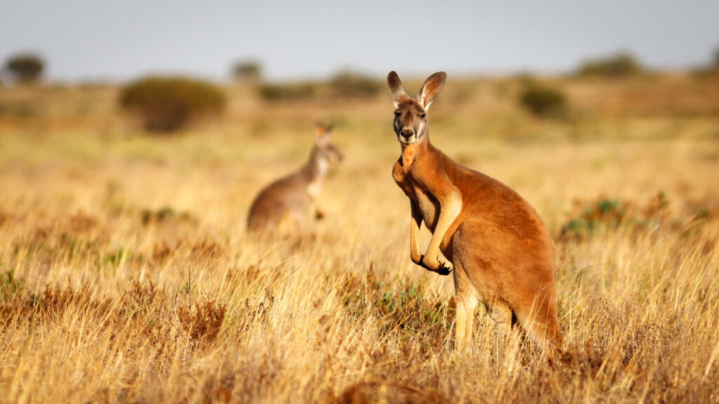 Red Kangaroos in the Flinders Ranges, South Australia. Image: Adobe Stock Photos. 